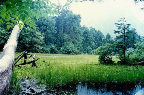 海螺溝冰川森林公園圖片