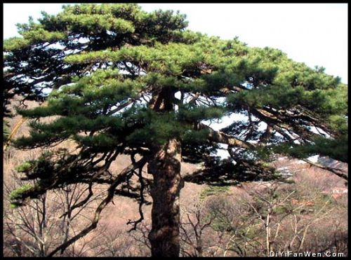 黃山十松圖片