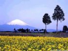 日本富士山