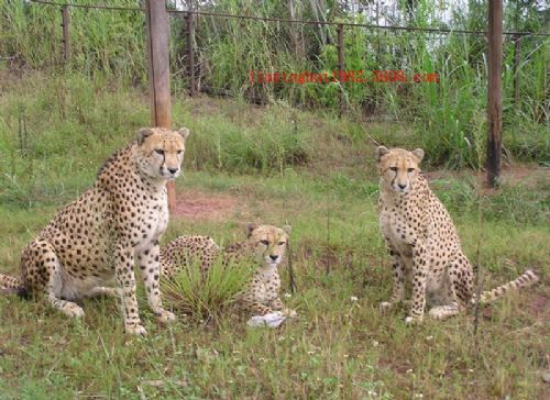 野生動物世界圖片