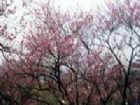 梅花山