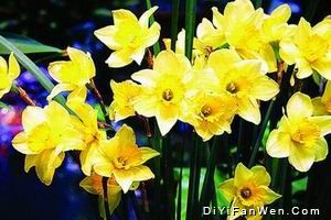 鮮花港圖片