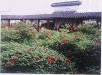 枯枝牡丹園圖片