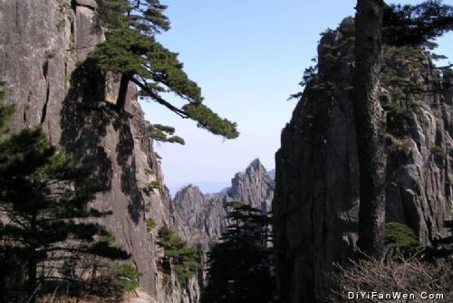 始信峰上的探海松圖片