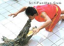 洋信鱷魚園圖片