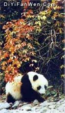 大熊貓繁育研究基地圖片