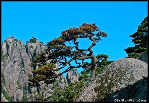 黃山十松圖片