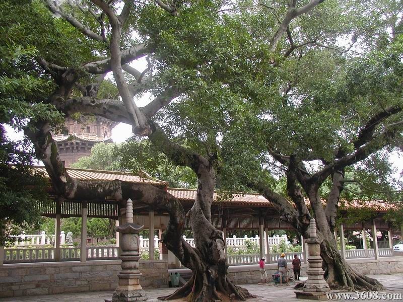 福建開元寺圖片