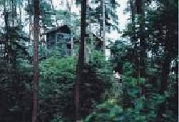 歌樂山國家森林公園圖片