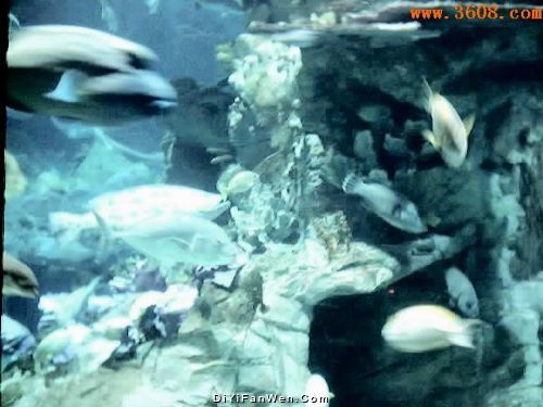 香港海洋公園圖片