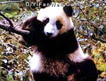 成都動物園圖片