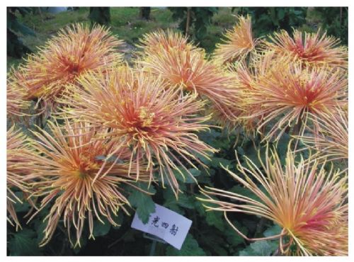 上海世紀公園看菊花圖片