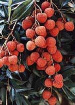 荔枝公園圖片