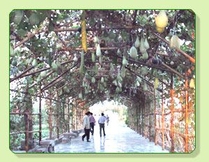 北京蟹島綠色生態度假村圖片