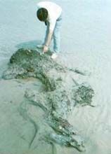 深滬灣海底森林圖片