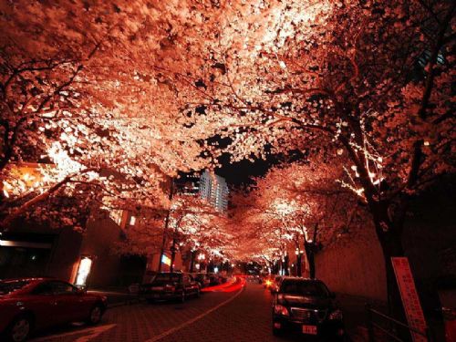 日本櫻花夜景圖片