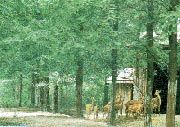 共青森林公園圖片