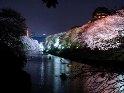 日本櫻花夜景圖片