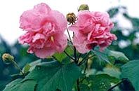 成都市植物園圖片