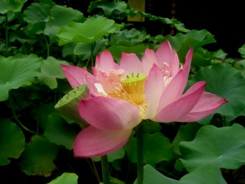 寶光寺內荷花開得正艷圖片