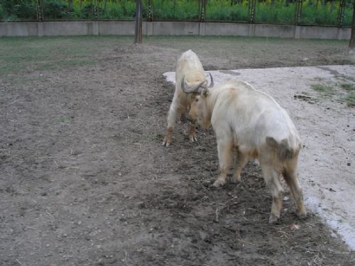 上海野生動物園圖片