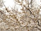 臘梅斗雪(巢湖)