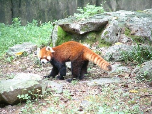 上海動物園圖片