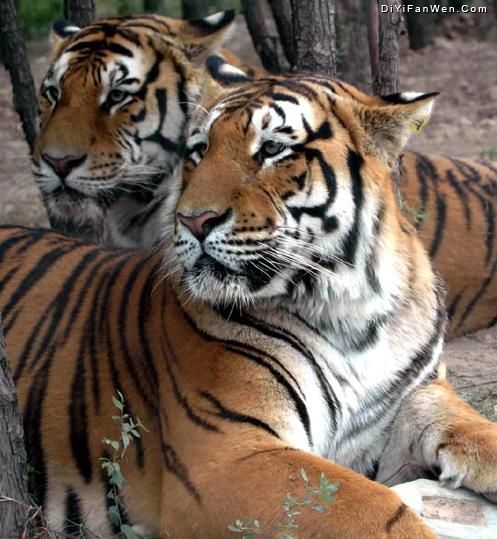 太原動物園圖片