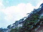 湖北薄刀峰