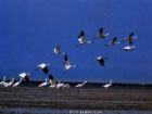 鄱陽湖候鳥保護區