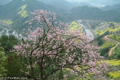 安徽石潭油菜花海圖片