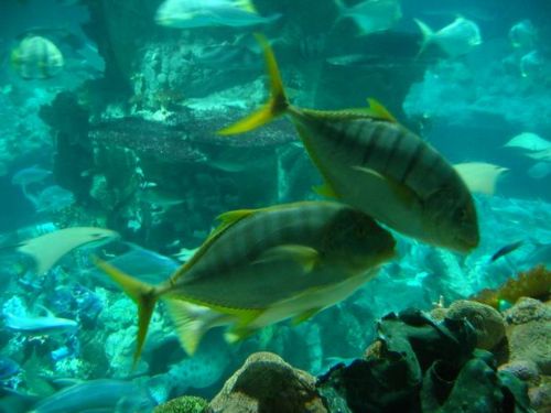 香港海洋公園圖片