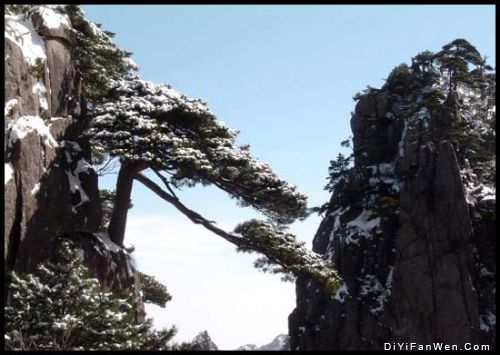 黃山十松圖片