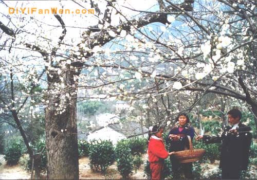 歙縣上豐花果山村落生態旅遊區圖片