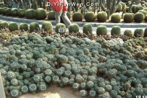 仙湖植物園圖片