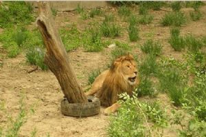 北京動物園組圖（1）圖片