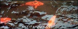 鯉魚溪圖片