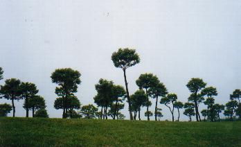 世紀公園圖片