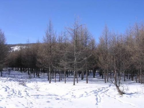 內蒙古阿爾山圖片