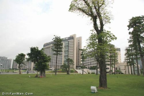 美麗東菀圖片