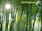 五峰山森林公園