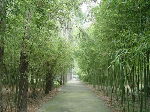 安吉圖片