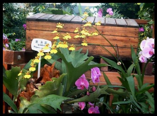 上海植物園圖片