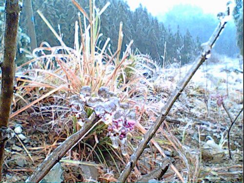滸坑雪景圖片