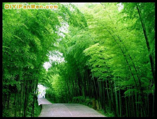 蜀南竹海風景區圖片