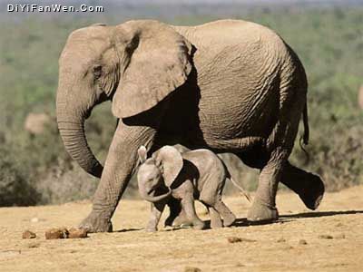 南非大象圖片