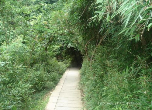 梧桐山風景區圖片