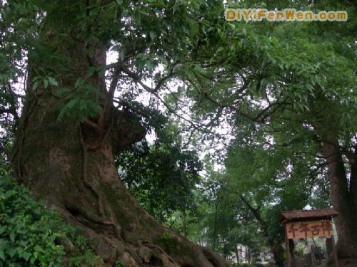 牯牛降石台境內圖片