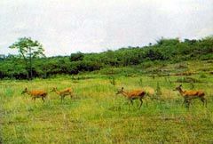 大田坡鹿保護區圖片