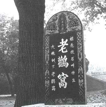洪洞大槐樹圖片